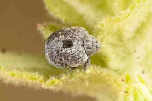 Réf. 184 612 : Cionus sp.