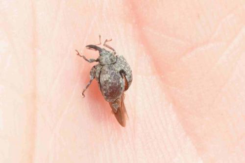 Réf. 184 613 : Cionus sp.