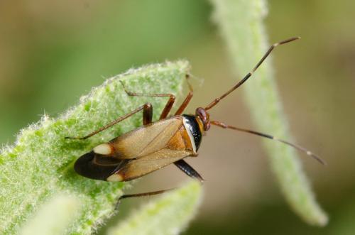 Réf. 184 280 : Adelphocoris vandalicus