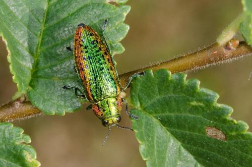 Lamprodila mirifica