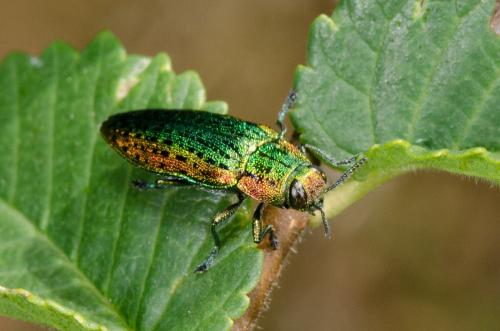 Lamprodila mirifica