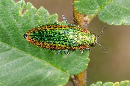 Lamprodila mirifica
