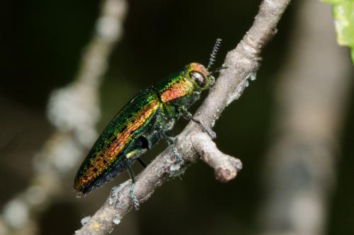 Lamprodila mirifica