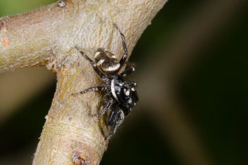 Salticus scenicus