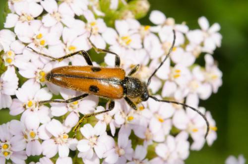 Vadonia unipunctata