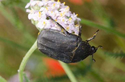 Réf. 184 278 : Netocia morio