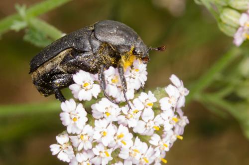 Réf. 184 279 : Netocia morio