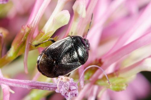 Adomerus maculipes