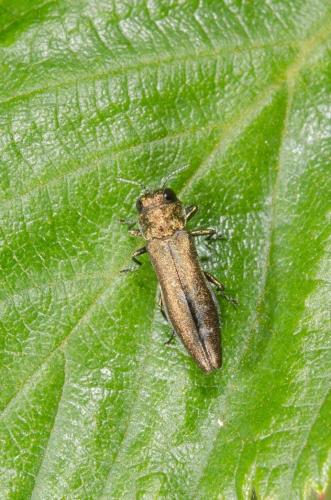 Réf. 184 437 : Agrilus sp.
