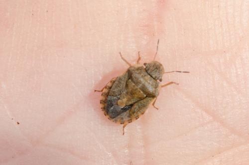 Réf. 184 614 : Sciocoris sp.