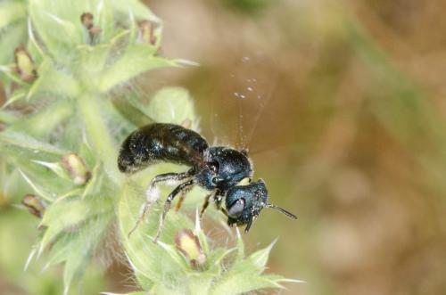Ceratina sp.