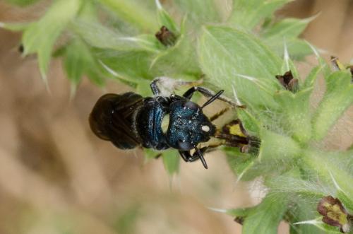 Ceratina sp.