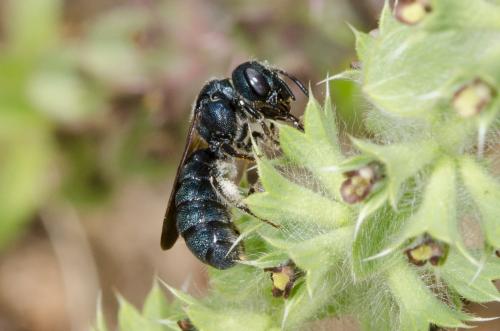 Ceratina sp.