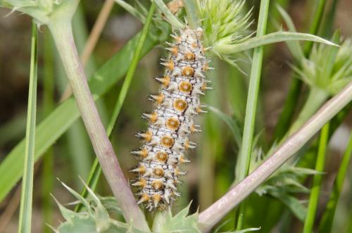Melitaea didyma