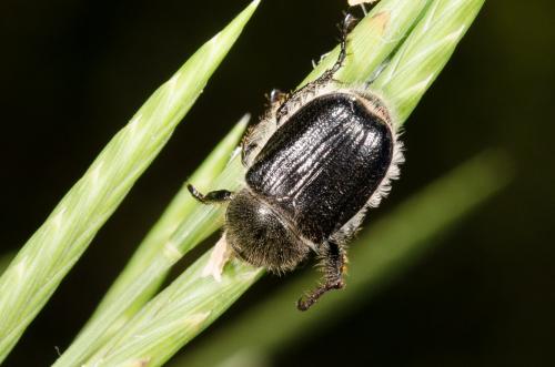 Anisoplia remota