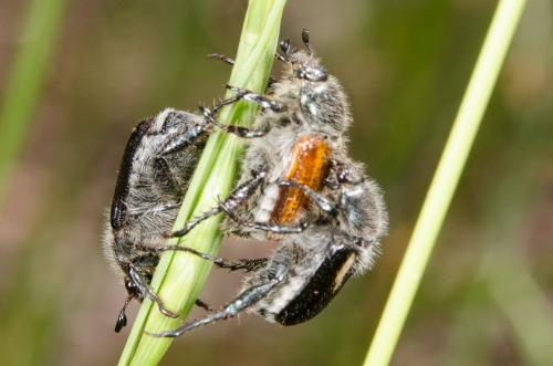 Anisoplia remota