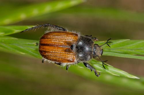 Anisoplia remota