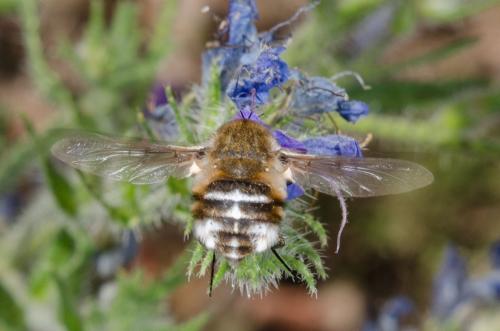 Réf. 184 866 : Bombylius cruciatus