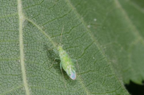 Malacocoris chlorizans