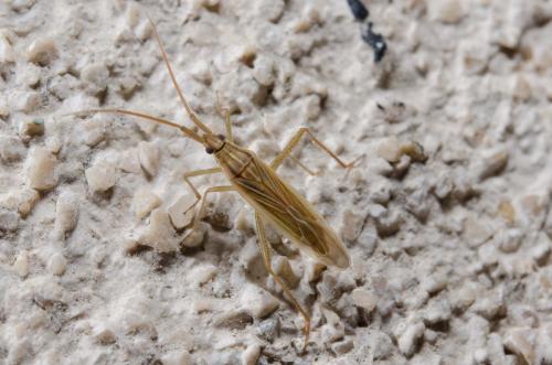 Réf. 184 780 : Stenodema calcarata