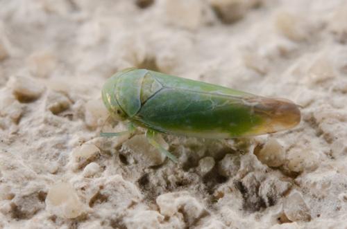 Réf. 184 875 : Opsius stactogalus