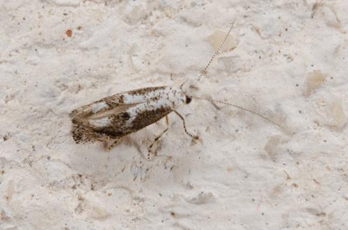 Réf. 184 962 : Bucculatrix alaternella