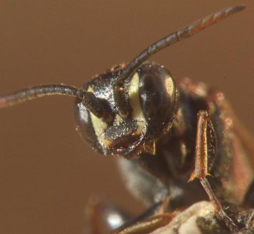 Harpactus laevis