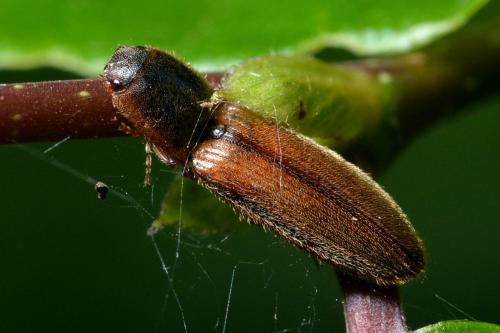 Réf. 184 560 : Athous vittatus