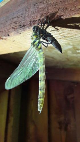 Réf. 184 105 : Cordulegaster bidentata