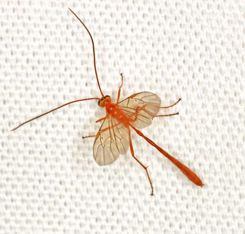 Réf. 184 309 : Enicospilus repentinus