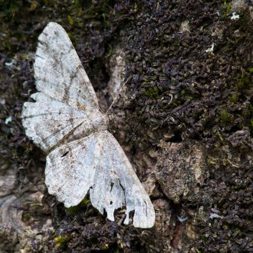 Peribatodes rhomboidaria