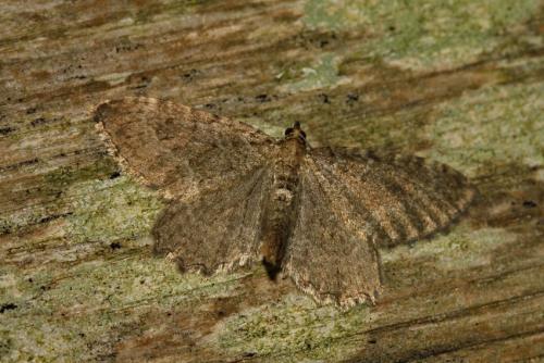 Réf. 184 681 : Philereme vetulata