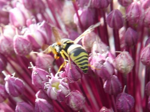 Eumeninae