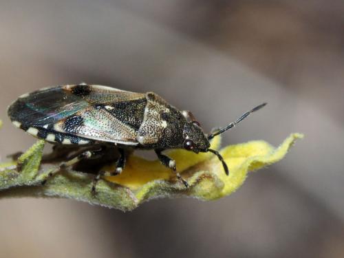 Heterogaster cathariae