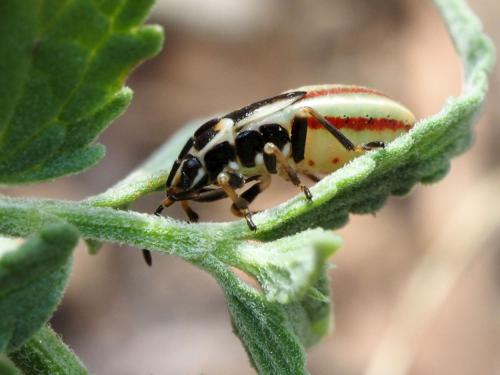 Heterogaster cathariae