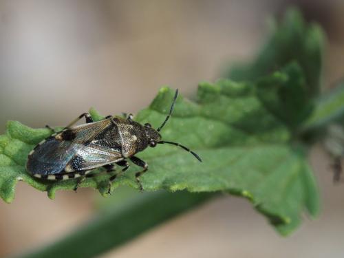 Heterogaster cathariae