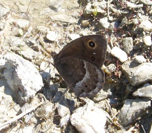 Réf. 184 492 : Satyrus ferula