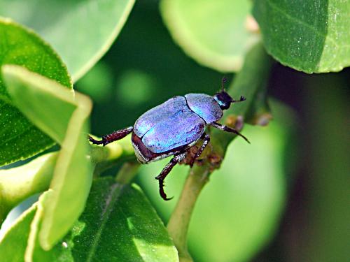 Réf. 184 416 : Hoplia coerulea