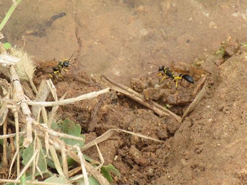 Sceliphron madraspatanum tubifex