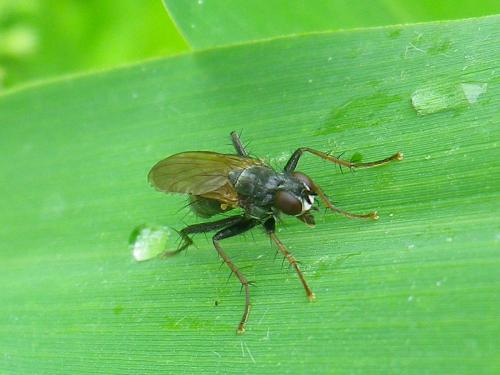 Cordilura sp.