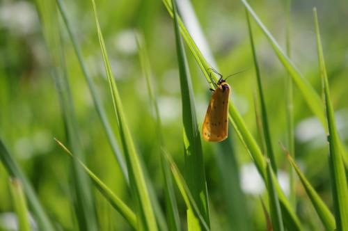 Réf. 184 622 : Setina irrorella