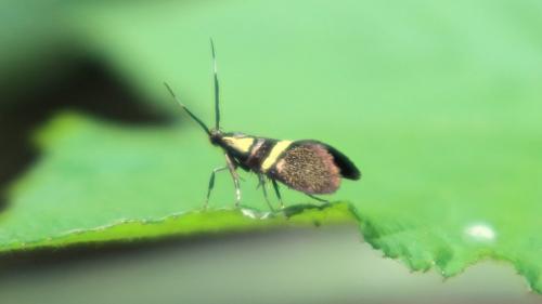 Dasycera oliviella