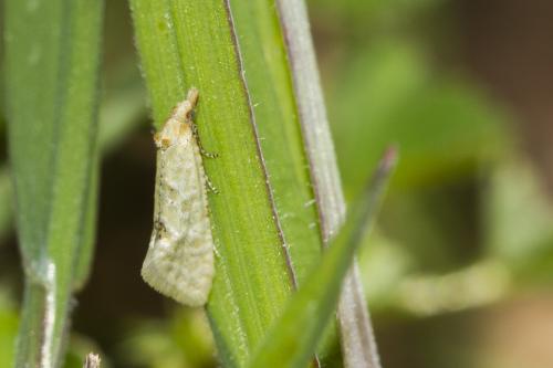 Réf. 184 405 : Aethes sp.