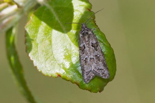 Cnephasia sp.
