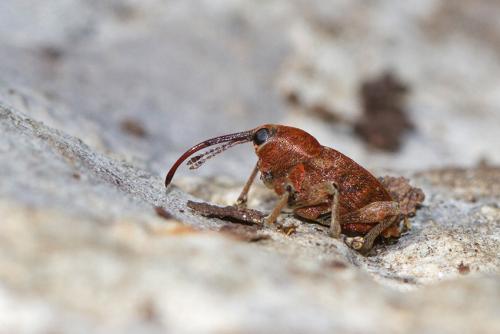Réf. 184 430 : Curculio sp.