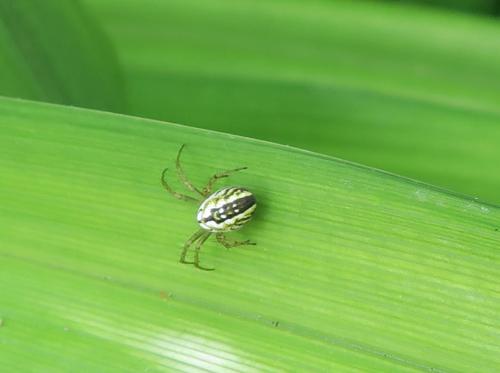 Réf. 184 980 : Mangora acalypha