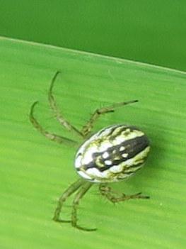 Réf. 184 984 : Mangora acalypha
