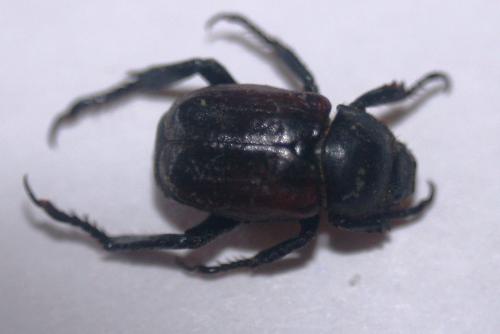 Hoplia philanthus