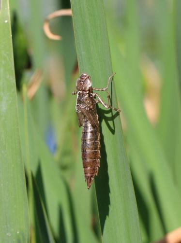 Anax sp.