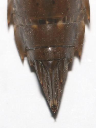 Anax imperator